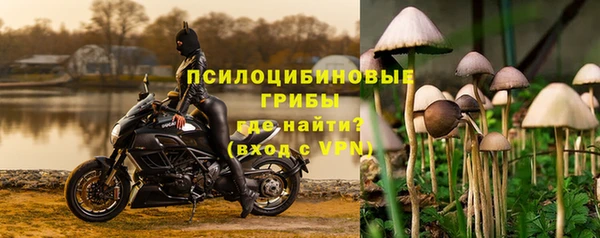 прущие грибы Аркадак